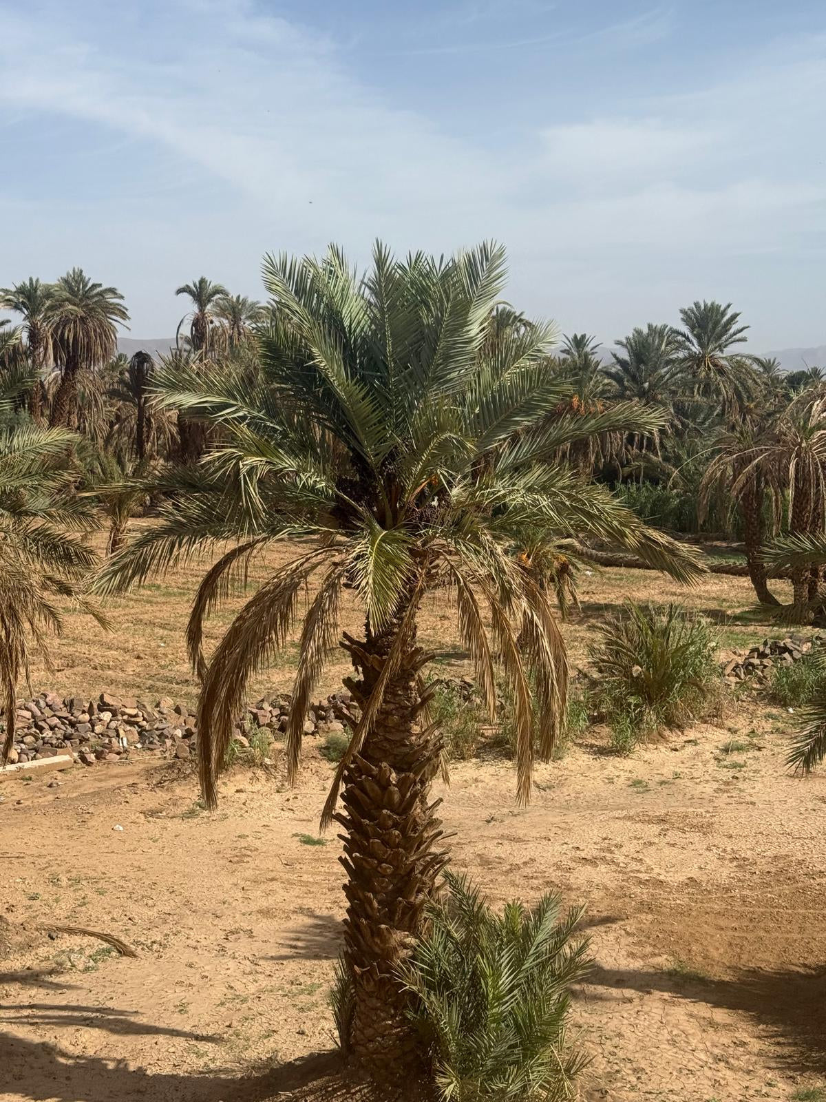 6 Días Joya Desconocida - Región Souss Massa y el Desierto (viaje privado)