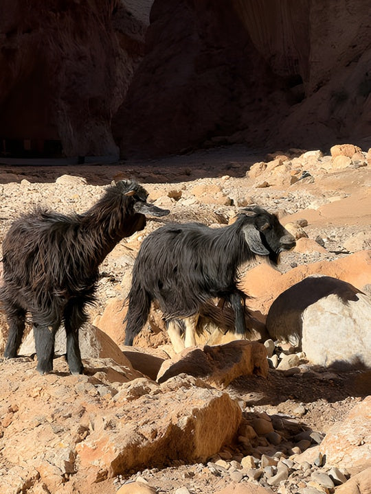 Cabras de Marruecos