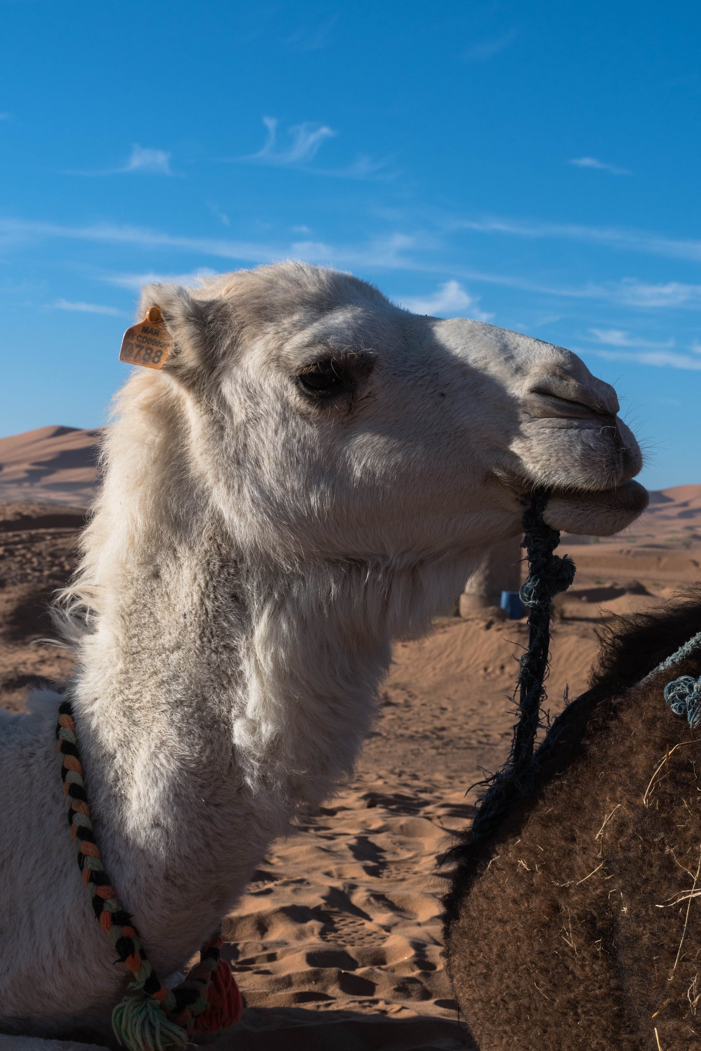 6 Días Círculo completo - Secretos Ocultos de la Ruta de las Mil Kasbahs y el Desierto (viaje privado)