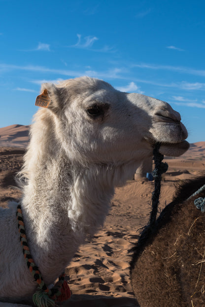 Ruta Completa 5 dies - Especial Aventura Desert d'Erg Chebbi (viatge privat) 